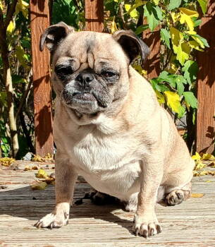 Rescue Pug Dogs for Adoption in Pelham, Massachusetts - Gizmo | PetCurious