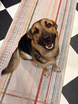 Booger -  German Shepherd Dog Dog for Adoption in Detroit, Michigan - Booger | PetCurious