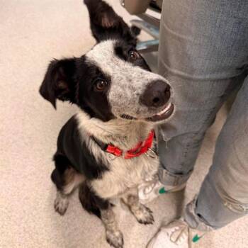 DAKOTA -  Australian Cattle Dog Blue Heeler Dog for Adoption in Alameda, California - DAKOTA | PetCurious