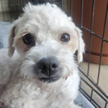 Snow -  Miniature Poodle Dog for Adoption in Liverpool, Texas - Snow | PetCurious
