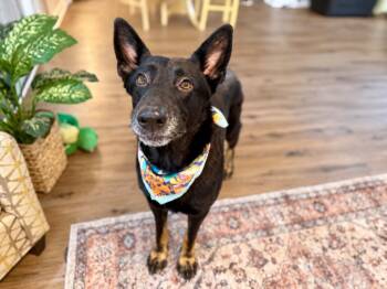 Lucky Bigelow Legend -  German Shepherd Dog and Dutch Shepherd Dog for Adoption in Friendswood, Texas - Lucky Bigelow Legend | PetCurious