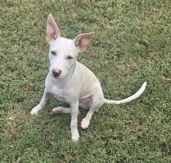 CASPER -  Hound and Beagle Dog for Adoption in Byhalia, Mississippi - CASPER | PetCurious