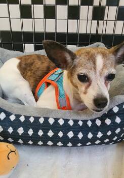 Rescue Chihuahua Dogs for Adoption in Boca Raton, Florida - Herbie 7178 | PetCurious