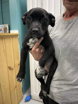 Mixed Breed Dogs Available for Adoption in Chattanooga, Tennessee - Bri | PetCurious