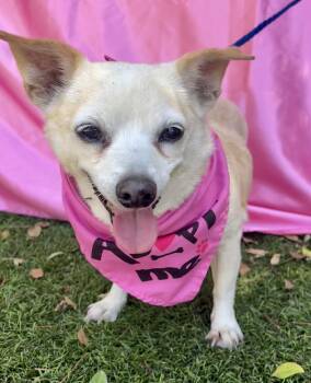 BONNIE -  Chihuahua Dog for Adoption in Rowland Heights, California - BONNIE | PetCurious