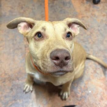 Rescue Labrador Retriever Dogs for Adoption in Morganton, North Carolina - Sadie | PetCurious