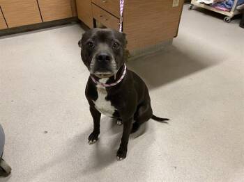 Staffordshire Bull Terrier and Mixed Breed Dogs Available for Adoption - BOOTS | PetCurious