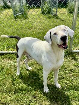 Catahoula Leopard Dog Dogs Available for Adoption in St. Joseph, Michigan - Tickly | PetCurious