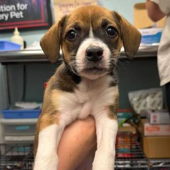 Alaric Doo -  Mixed Breed Dog for Adoption in Edwardsville, Illinois - Alaric Doo | PetCurious