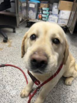 Labrador Retriever and Mixed Breed Dogs Available for Adoption in West Chester, Pennsylvania - Logan FKA Chunk | PetCurious