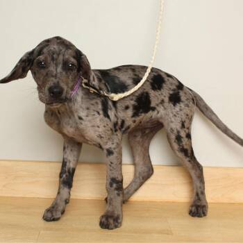 Catahoula Leopard Dog and Mixed Breed Dogs Available for Adoption in Minnetonka, Minnesota - Speckles D68779 | PetCurious