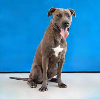 RUSY -  Pit Bull Terrier Dog for Adoption in Pasadena, California - RUSY | PetCurious