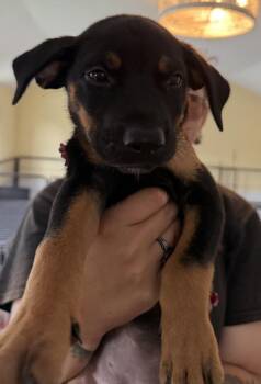 Koda - red -  American Bulldog Dog for Adoption in Lakeland, Florida - Koda - Red | PetCurious