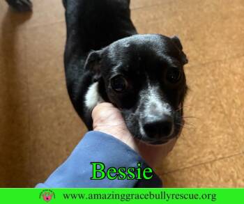 Chihuahua Dogs Available for Adoption in Pensacola, Florida - Bessie | PetCurious