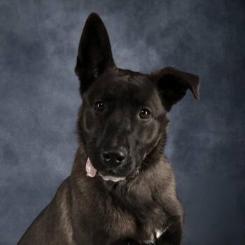 Chief -  Shepherd Dog for Adoption in Yucaipa, California - Chief | PetCurious
