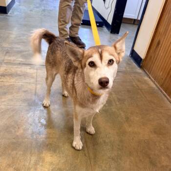 Pixie -  Husky Dog for Adoption in Corinth, Mississippi - Pixie | PetCurious