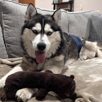 Siberian Husky and Alaskan Malamute Dogs Available for Adoption in Blaine, Minnesota - Luka | PetCurious