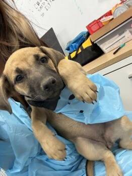 Mudbug -  Hound and Mixed Breed Dog for Adoption in Fresno, California - Mudbug | PetCurious