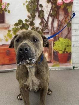 Pit Bull Terrier Dogs Available for Adoption in San Bernardino, California - LOCCI | PetCurious