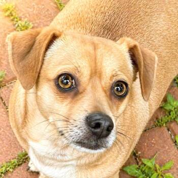 Pug and Chihuahua Dogs Available for Adoption in Boerne, Texas - Capitan | PetCurious