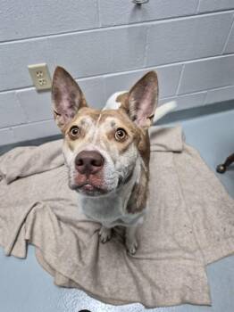 SOLAR -  Pit Bull Terrier and Siberian Husky Dog for Adoption in St. Cloud, Florida - SOLAR | PetCurious
