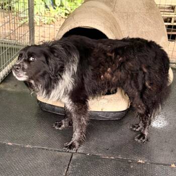 Moose -  Collie and Mixed Breed Dog for Adoption in Evensville, Tennessee - Moose | PetCurious