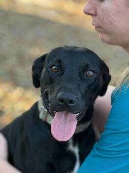 Toda -  Labrador Retriever Dog for Adoption in Lakeland, Florida - Toda | PetCurious
