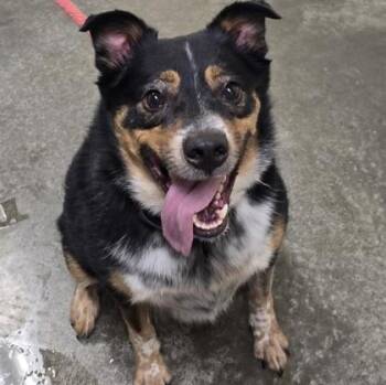 Oliver -  Australian Cattle Dog Blue Heeler Dog for Adoption in Philadelphia, Pennsylvania - Oliver | PetCurious
