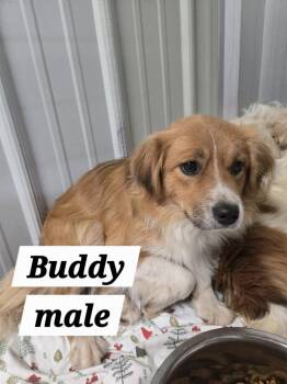MO Buddy -  Cavalier King Charles Spaniel Dog for Adoption in Warrenton, Missouri - MO Buddy | PetCurious