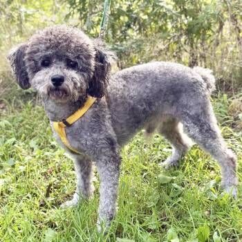 Aris -  Miniature Poodle Dog for Adoption in East Hampton, New York - Aris | PetCurious