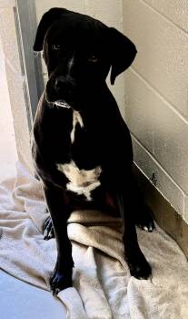 Rescue Pit Bull Terrier and Rhodesian Ridgeback Dogs for Adoption in Sierra Vista, Arizona - Yoshi | PetCurious