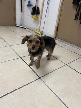 Mixed Breed Dogs Available for Adoption - Twyla | PetCurious