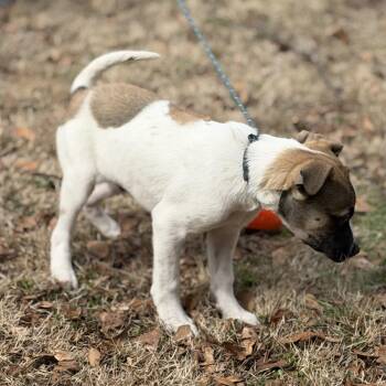 Saint Bernard Dogs Available for Adoption - Beethoven | PetCurious