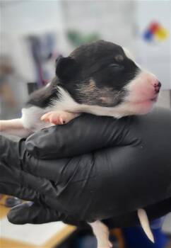 RODRIGO -  Mixed Breed Dog for Adoption in Dallas, Texas - RODRIGO | PetCurious