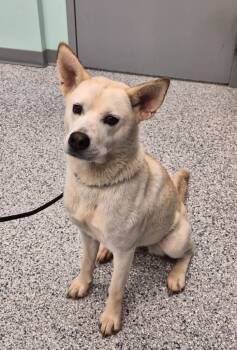 Rescue Terrier Dogs for Adoption in Athens, Tennessee - Cleo | PetCurious