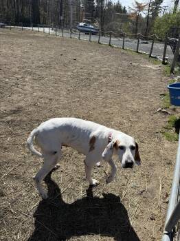 Foxhound Dogs Available for Adoption in Sterling, Massachusetts - Daisy 5 Years Old AVAILABLE 5/6 | PetCurious