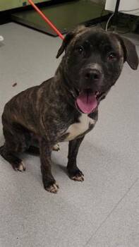 Rescue Pit Bull Terrier and Mixed Breed Dogs for Adoption in Indianapolis, Indiana - RENE | PetCurious