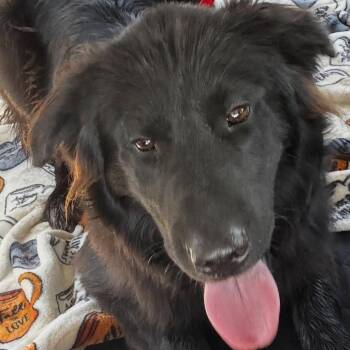 Rescue Belgian Shepherd Sheepdog Dogs for Adoption in Bakersfield, California - PEPPY | PetCurious