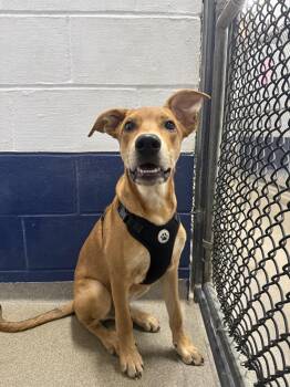 Toffee -  Rhodesian Ridgeback Dog for Adoption in Sterling, Massachusetts - Toffee | PetCurious