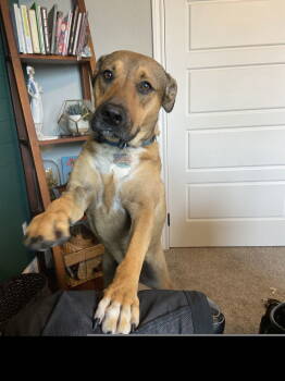 Rescue Pit Bull Terrier Dogs for Adoption in Dallas, Texas - Diesel II (New Digs) | PetCurious