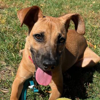 Rescue Black Mouth Cur Dogs for Adoption in Grayslake, Illinois - Jordy | PetCurious