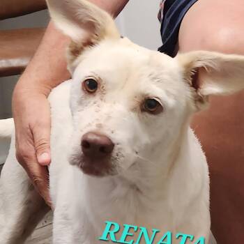 Renata -  Border Collie and Australian Cattle Dog Blue Heeler Dog for Adoption in Andover, Massachusetts - Renata | PetCurious