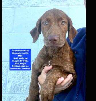 Conventional Loan -  Chocolate Labrador Retriever Dog for Adoption in Oviedo, Florida - Conventional Loan | PetCurious