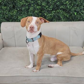 Viper -  Dachshund and Mixed Breed Dog for Adoption in East St. Louis, Illinois - Viper | PetCurious