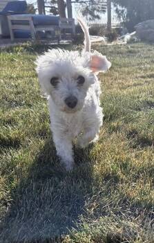 Rescue Maltipoo Dogs for Adoption in Carr, Colorado - Gigi | PetCurious