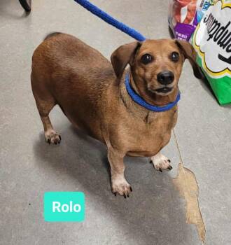 Rescue Dachshund Dogs for Adoption in Richmond, Indiana - Rolo | PetCurious