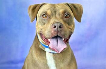 LEO -  Pit Bull Terrier and Rottweiler Dog for Adoption in Fort Lauderdale, Florida - LEO | PetCurious