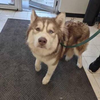 Blingo the Fox -  Mixed Breed Dog for Adoption in Davenport, Iowa - Blingo The Fox | PetCurious