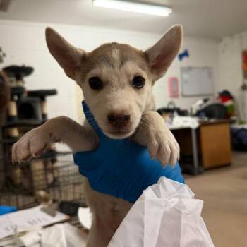 Clove -  Shepherd and Mixed Breed Dog for Adoption in Edinburg, Texas - Clove | PetCurious