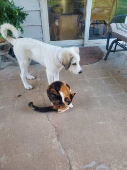 Lylah -  Mixed Breed Dog for Adoption in Fenton, Missouri - Lylah | PetCurious